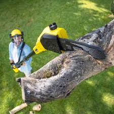 Trusted Deland, FL Tree Removal and Landscaping Services Experts